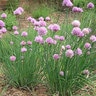Allium Schoenoprasum Chives SP3 Container