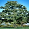 Alnus Glutinosa European Alder 2.5 in. Caliper Ball and Burlap