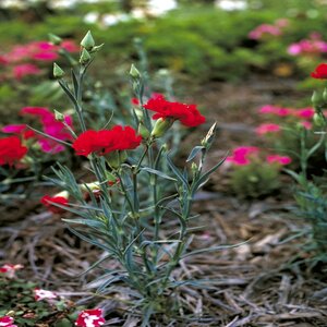 Dianthus caryophyllus Carnation