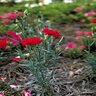 Dianthus caryophyllus Carnation