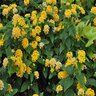 Lantana Camara Lucky Gold Lantana 18 Count Flat