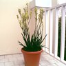 Anigozanthos Flavidus Kangaroo Paws 5 gal. Container