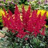 Astilbe Japonica Montgomery Astilbe 1 gal. Container