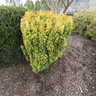 Berberis Thunbergii Golden Rocket Japanese Barberry 3 gal. Container