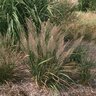 Calamagrostis Arundinacea Reed Grass 1 gal. Container
