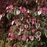 Cercis Canadensis Carolina Sweetheart Eastern Redbud 1.75 in. Caliper Ball and Burlap