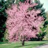 Cercis Canadensis Eastern Redbud 15 gal. Container