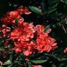 Chaenomeles X Superba Cameo Flowering Quince 3 gal. Container