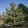 Chamaecyparis obtusa Crippsii Golden Hinoki Cypress 5 ft. Height Ball and Burlap