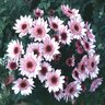Chrysanthemum X Grandiflorum Hardy Garden Mum 1 gal. Container