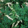 Dicentra Spectabilis Alba Bleeding Heart 2 gal. Container