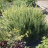 Rosmarinus Officinalis Tuscan Blue Rosemary 3 gal. Container