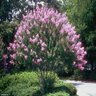 Lagerstroemia X Purple Cow Gardeners Confidence Crape Myrtle 5 gal. Container