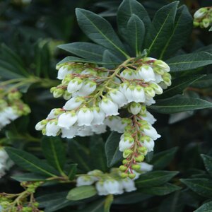 Pieris Japonica Greprs Southern Lady Garden Debut Japanese Andromeda True 3 gal. (11.36 L) Container