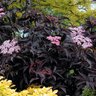 Sambucus Nigra Color Choice Gerda Black Beauty Proven Winners Elderberry 3 gal. Container
