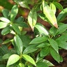 Sarcococca Hookeriana var. Humilis Sweet Box SP4 Container