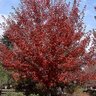 Acer Rubrum Somerset Red Maple 2 in. Caliper Ball and Burlap