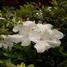 Rhododendron X Autumn Ivory Encore Azalea 3 gal. Container