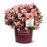 Rhododendron X Autumn Sunburst Encore Azalea 3 gal. Container