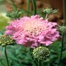 Scabiosa columbaria Pink Mist Pincushion Flower 1 gal. Container