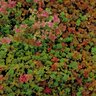 Sedum Spurium Dragons Blood Caucasian Stonecrop SP4 Container