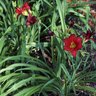 Hemerocallis X Pardon Me Daylily SP4 Container