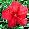 Hibiscus Moscheutos Lord Baltimore Hardy Hibiscus 3 gal. Container
