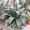 Agave Salmiana Green Giant Century Plant 3 gal. Container