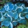 Hosta Abiqua Drinking Gourd Plantain Lily 2 gal. Container