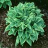 Hosta Golden Tiara Plantain Lily 1 gal. Container