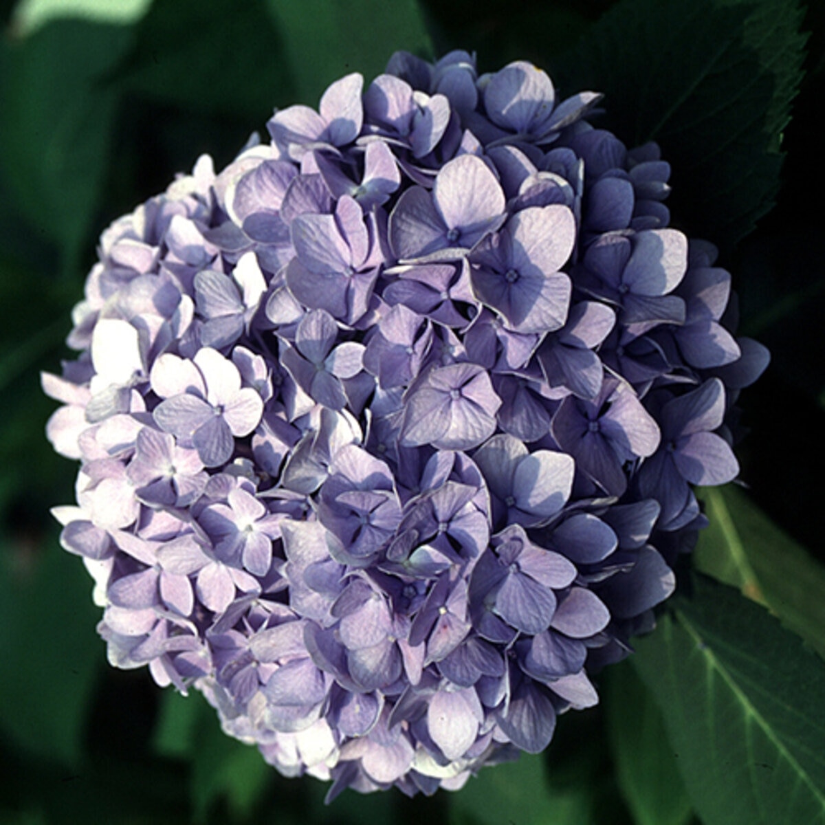 Hydrangea Macrophylla Dooley Big Leaf Hydrangea | SiteOne