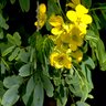 Caesalpinia Mexicana Mexican Bird of Paradise 3 gal. Container