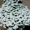 Iberis Sempervirens Snowflake Candytuft SP4 Container