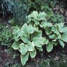 Hosta Fragrant Bouquet Plantain Lily 1 gal. Container