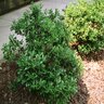 Ilex glabra Compacta Inkberry Holly 3 gal. Container