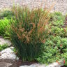 Juncus Patens California Gray Rush 5 gal. Container