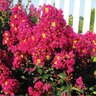 Lagerstroemia Indica Berry Dazzle Crape Myrtle 3 gal. Container