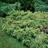 Juniperus X Pfitzeriana Pfitzeriana Aurea Pfitzer Juniper 3 gal. Container