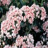 Kalmia Latifolia Carousel Mountain Laurel 5 gal. Container