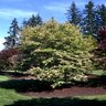 Acer Palmatum Oridono Nishiki Japanese Maple 25-30 gal. Container