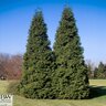 Thuja Plicata Grovepli Spring Grove Proven Winners Western Red Cedar 7 ft. Height Ball and Burlap