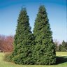 Thuja Plicata Grovepli Spring Grove Proven Winners Western Red Cedar 7 ft. Height Ball and Burlap