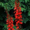 Lobelia cardinalis Cardinal Flower SP2 Container