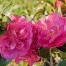 Camellia Sasanqua October Magic Rose Southern Living Camellia 3 gal. Container