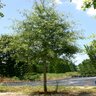 Quercus Phellos Hightower Willow Oak 2.5 in. Caliper Ball and Burlap
