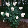 Hydrangea Quercifolia Oakleaf Hydrangea 5 ft. Height Ball and Burlap