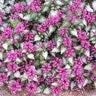 Lamium Maculatum Purple Dragon Deadnettle 1 gal. Container