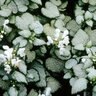 Lamium Maculatum White Nancy Deadnettle 1 gal. Container