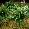 Liriope Muscari Lilyturf SP4 Container