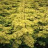 Metasequoia Glyptostroboides Gold Rush Dawn Redwood 2 in. Caliper Ball and Burlap